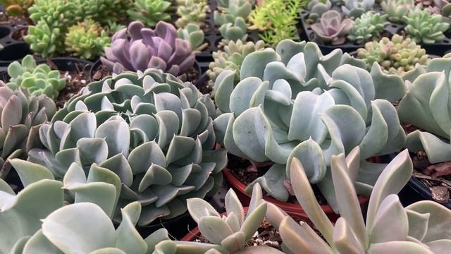 Echeveria Runyonii 'Topsy Turvy' Vs Echeveria Pinwheel 'Revolution'