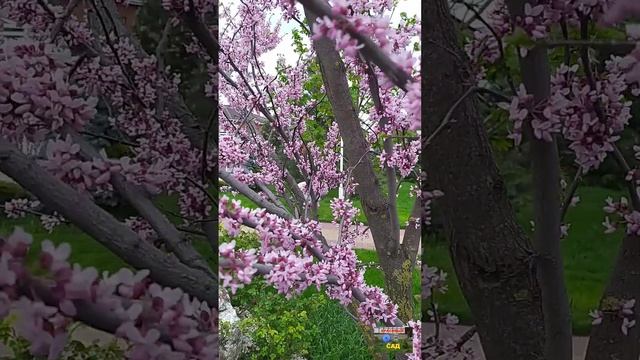 Цветение церциса смотреть онлайн