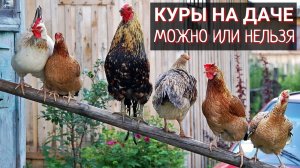 Курятник на даче, в СНТ: можно или нет?