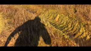 НА БОЛОТО ЗА КЛЮКВОЙ НА КАРАКАТЕ