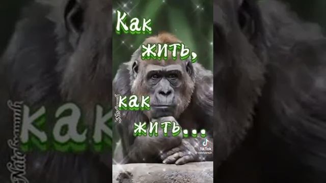 песня напонимает мишка Гамми 🎵🎶 смотреть онлайн