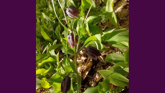 колокольчик лесной смотреть онлайн