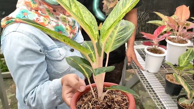 AGLAONEMA NYA MURAH STOCK NYA KWALITAS SUPER ‼️CEK SEKARANG STOCK TERBATAS ✔️ смотреть онлайн