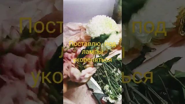 Укореняю розы из букета, эксперимент #дача #огород #flowerplant #plant #gardening #цветы смотреть онлайн