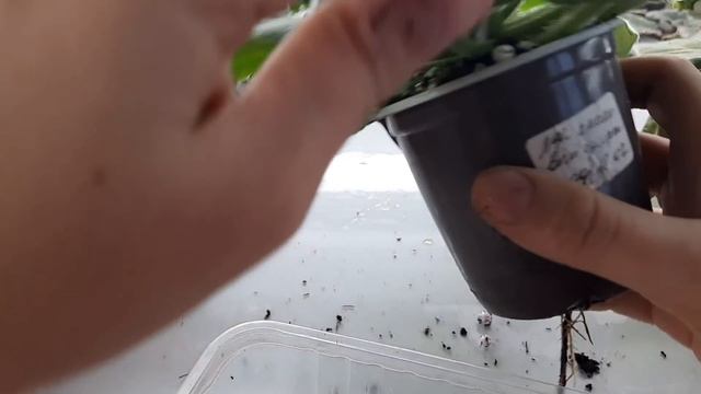 Пропадают фиалки? Почему теряют тургор листья фиалки? Желтеют и чернеют листья у фиалки. смотреть онлайн