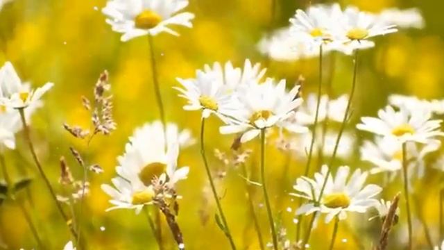 Старшей сестре Людочке в День Рождения. смотреть онлайн