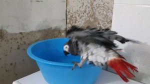 Жако моется; попугай купается; как купать мыть попугая жако; funny parrot ?