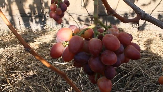 Виноград Фаэтон смотреть онлайн