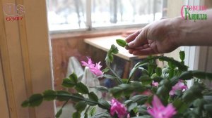 Как размножить Декабриста. Способы, техника выращивания Декабриста.