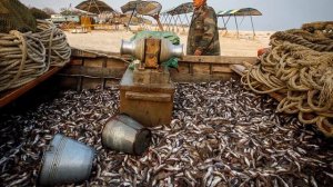 Рыбалка с баркасов на Азовском море - Azov Sea Fishing