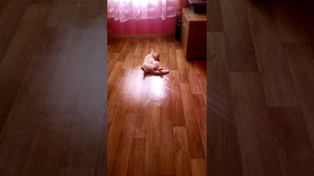 Плюшик вытирает собою пол!! смотреть онлайн