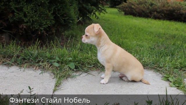 Фэнтези Стайл Нобель смотреть онлайн