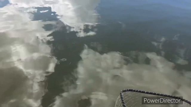 Первая стерлядь и первые африканские сомики. Ура, товарищи! смотреть онлайн