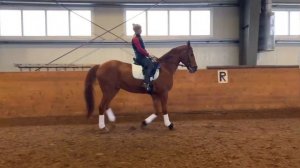 ЛОШАДЬ ТЯНЕТ ПОВОД??? ЧТО ДЕЛАТЬ???