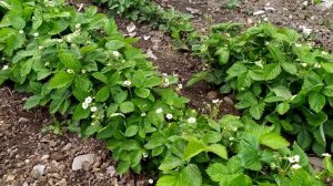 Земляника Регина и Барон Рюген из семян 2020