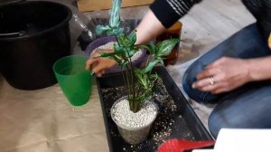 что такое ЦЕОЛИТ применение ПОЛЬЗА цеолита для растений