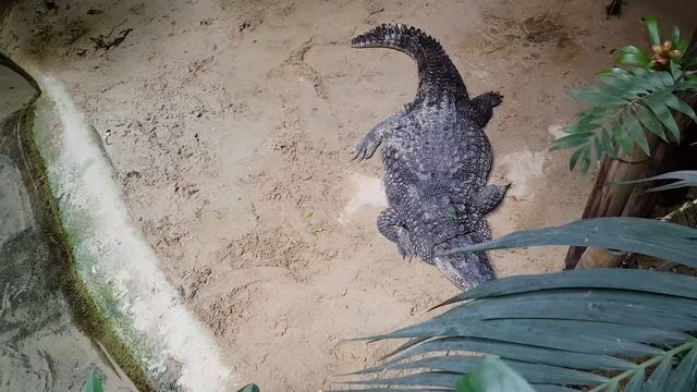 Римский Зоопарк очень здорово смотреть онлайн