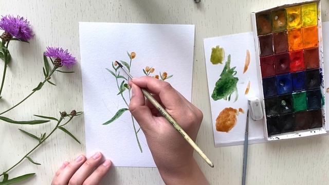 Рисуем Василёк луговой акварелью. Рисование онлайн для начинающих смотреть онлайн