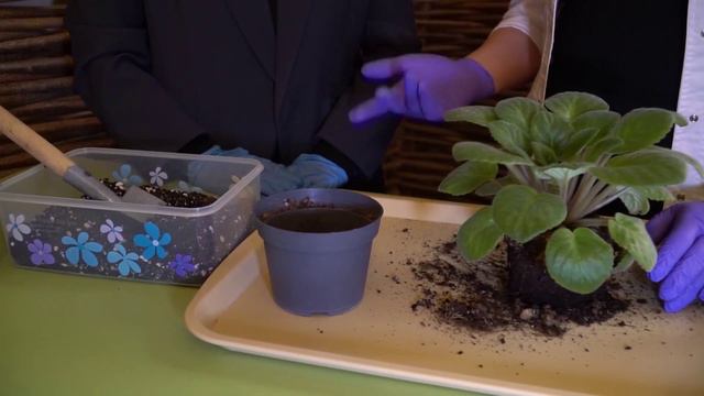 Как правильно пересадить фиалку смотреть онлайн