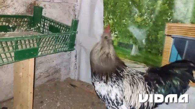 Подстригла курицу. Обрезала цветы. смотреть онлайн