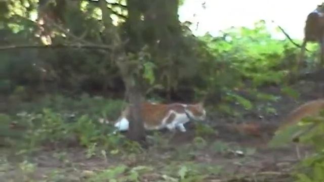Кот идёт к оленю в гости смотреть онлайн