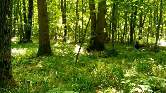 Находки (монеты, кресты, пуги) ранняя бронза смотреть онлайн