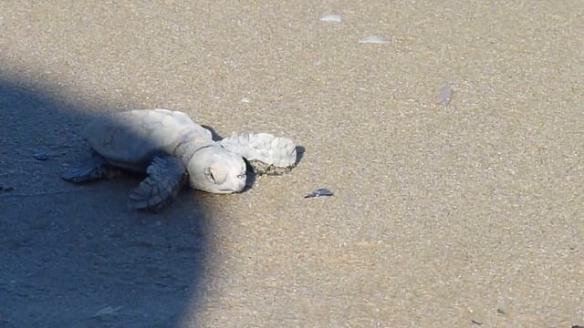 Schiusa uova Caretta caretta (Roseto degli Abruzzi) смотреть онлайн