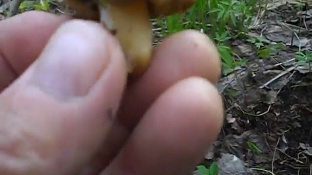 Первый гриб смотреть онлайн