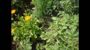 Календула от жука