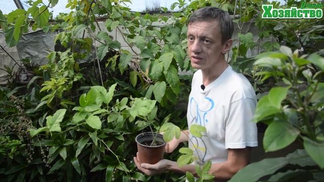 Как вырастить МАРАКУЙЮ в домашних условиях смотреть онлайн