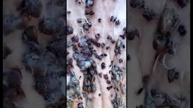 На скотах живого места нет сельчане ЗКО пожаловались на нашествие клещей смотреть онлайн