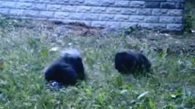 НЕМЕЦКИЕ ОВЧАРКИ,ПЕКИНЕСЫ-ВЕЧЕРНЯЯ ПРОГУЛКА смотреть онлайн