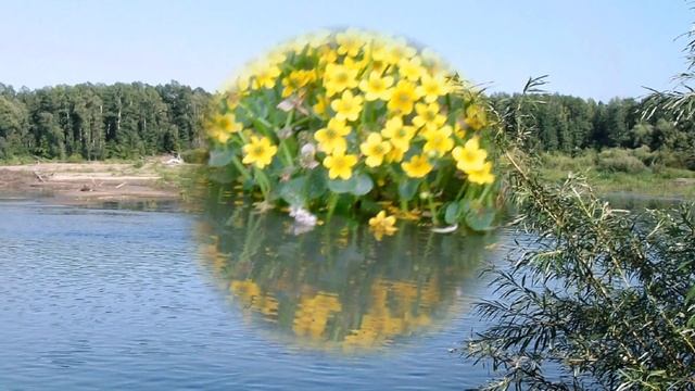 Река Чарыш, Алтайский край смотреть онлайн