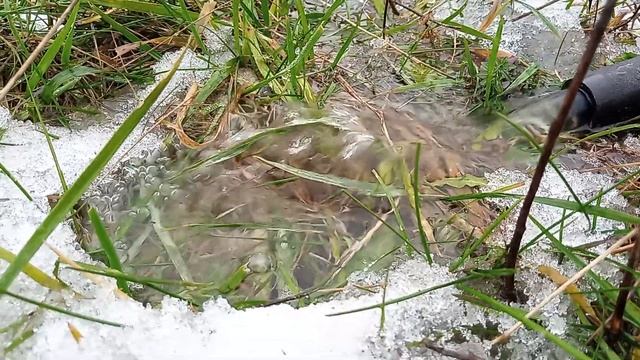 Выкачивают воду из подвала. 13 декабря 2022 года. смотреть онлайн