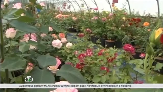 Новый сорт розы Москва смотреть онлайн
