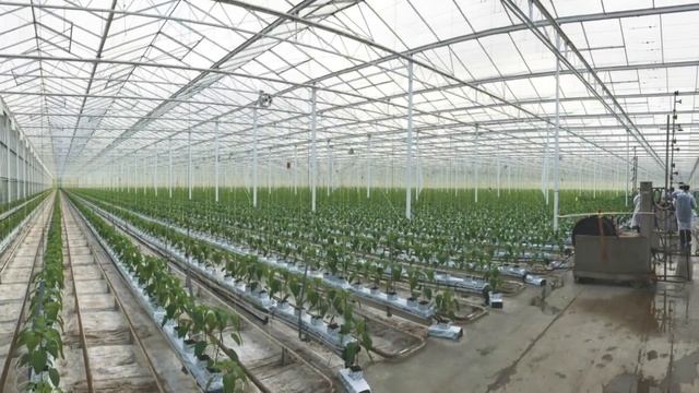 Тепличный бизнес/Бизнес идея/Бизнес план