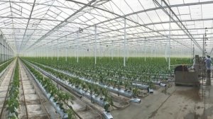 Тепличный бизнес/Бизнес идея/Бизнес план