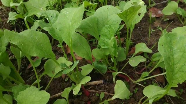 Маленький лесной огород. смотреть онлайн