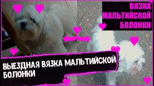 ВЯЗКА МАЛЬТИЙСКОЙ БОЛОНКИ КРЫМ