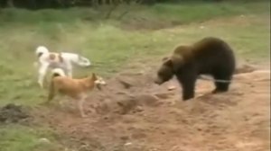 Работа лайки по медведю_MPEG2.mpg