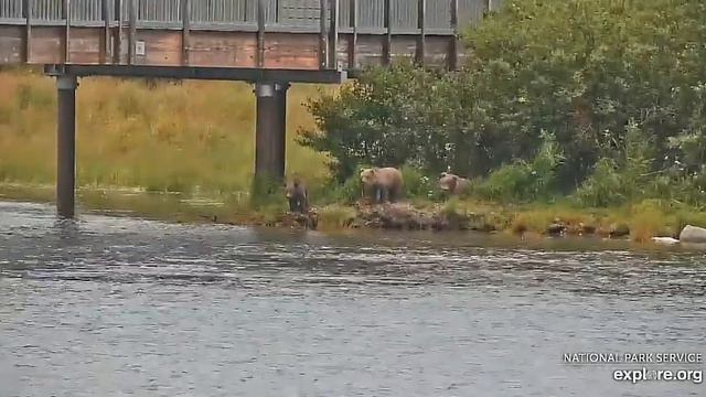 Три мишки беспризорники вышли из леса#Katmai National Park, Alaska 2023 смотреть онлайн