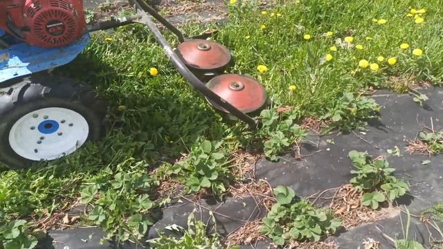 Кошу междурядья роторной косилкой "Заря" к мотоблоку МБ-23 смотреть онлайн