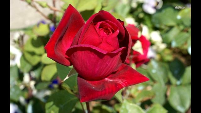 КАК ПОБЕДИТЬ ТЬМУ? 2018 Магда смотреть онлайн