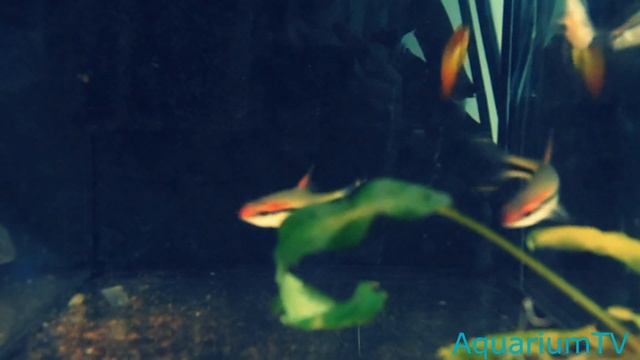 Барбус Денисони Puntius denisonii смотреть онлайн