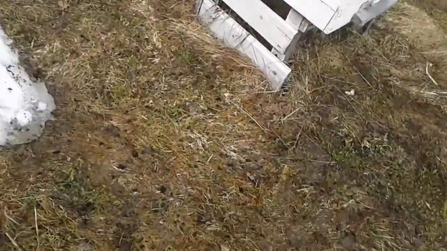 Пчёлы на даче. Осмотр подозрительных семей. смотреть онлайн