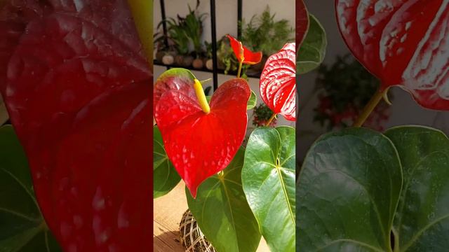 Varanda ateliê смотреть онлайн