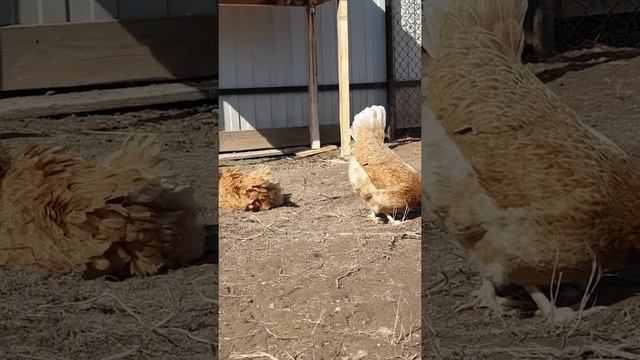 Русская хохлатая порода кур. смотреть онлайн