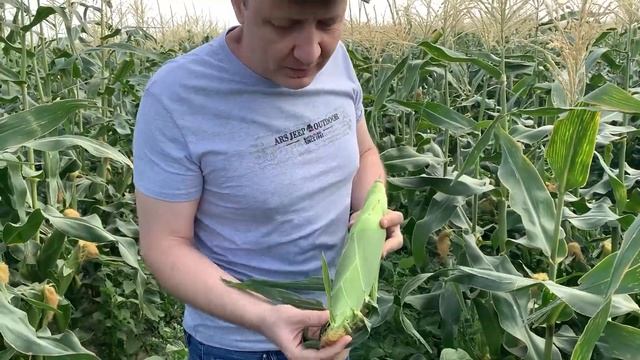 Вкус понравится всем! Суперсладкая биколорная кукуруза Ракель. смотреть онлайн