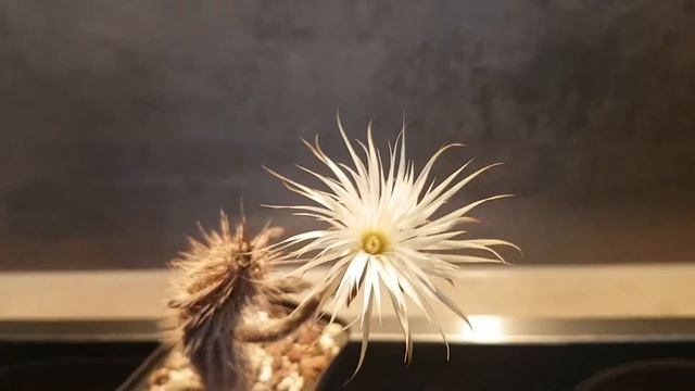 Расцвел мой кактус-звезда...Echinopsis Mirabilis 2020.217.