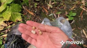 Ловим рыбу на пшеницу!!! Делаем таранку!!!